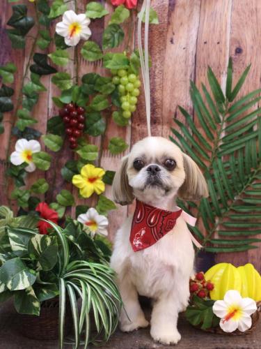 20230806ちょびくん